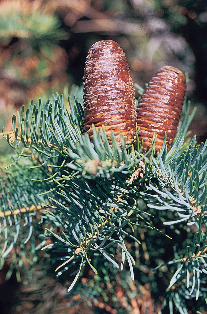 Abies concolor cones
