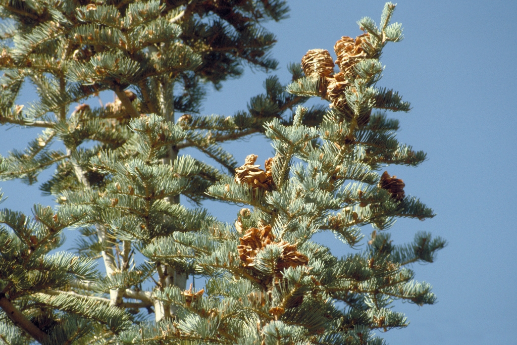 Foliage Cones