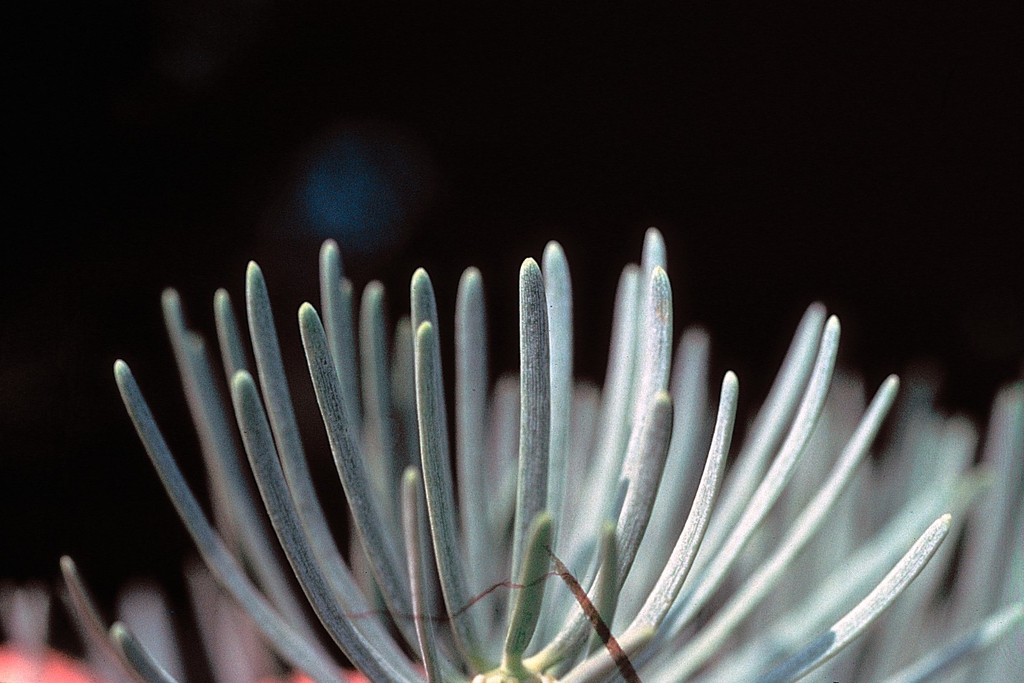 Close up of needles with a bluish hue.