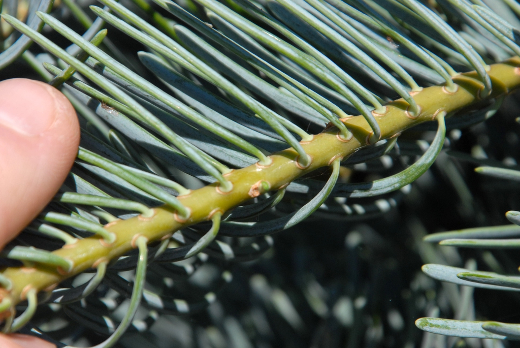 Abies concolor