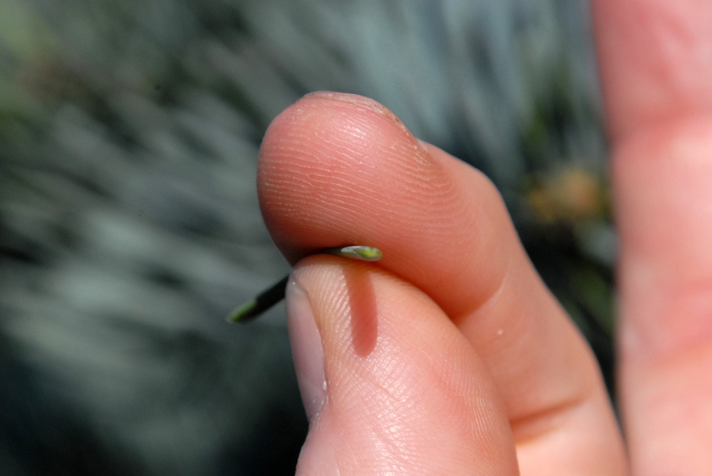 Abies concolor