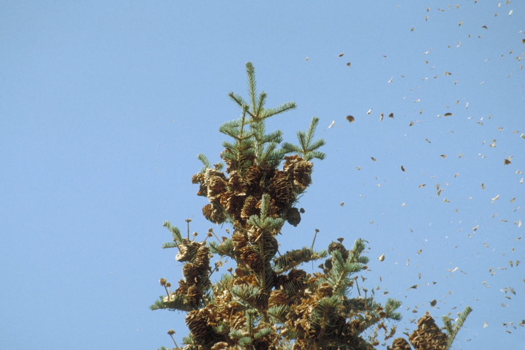 Seed Dispersal at the tip of the tree