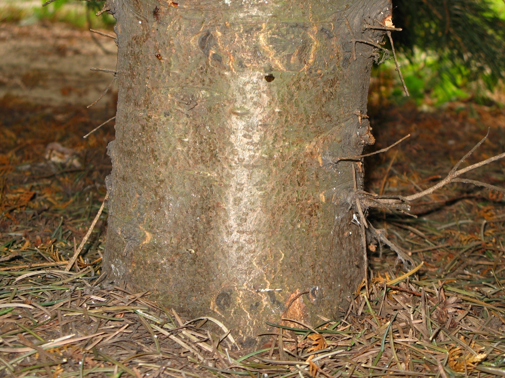 The smooth and mottled greenish bark of a young tree.