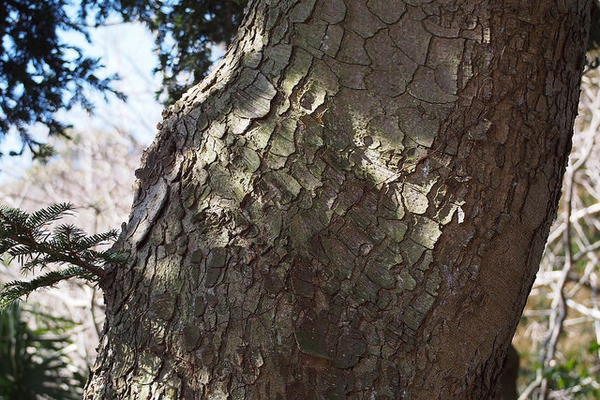 Flaky greenish bark.