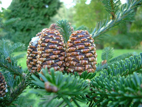 Upright brown cones with conspicuous bracts with curled tips