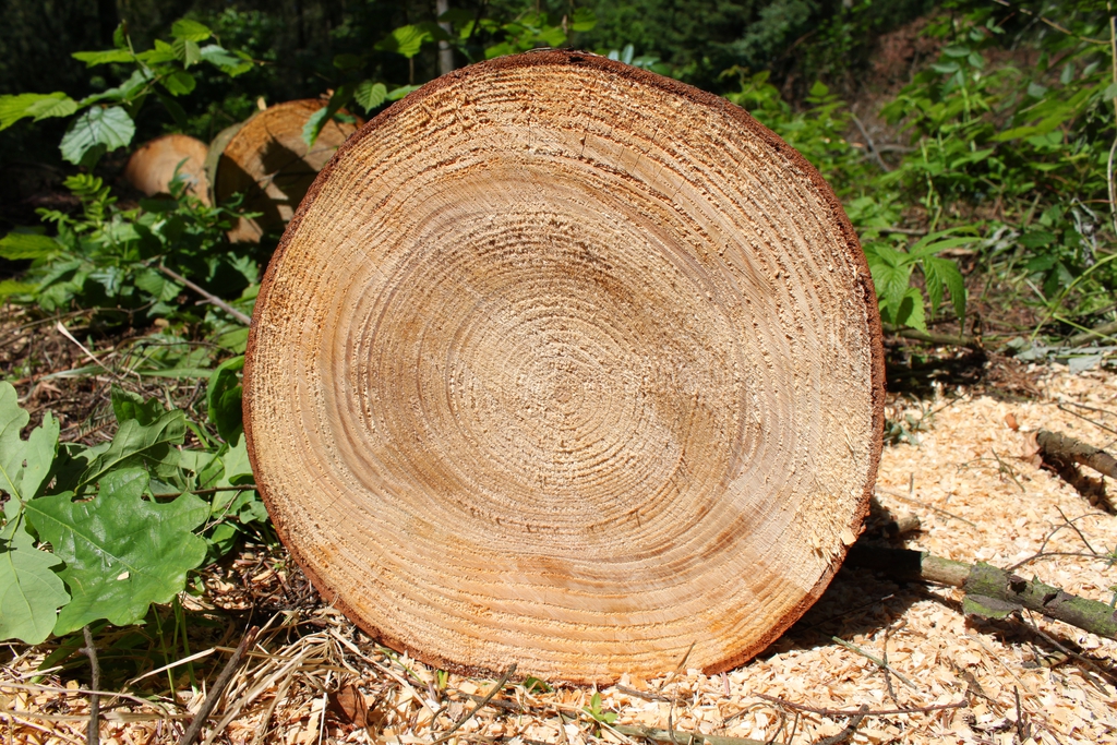 Trunk cross section