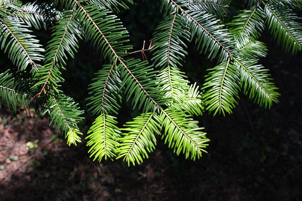 Foliage and new growth