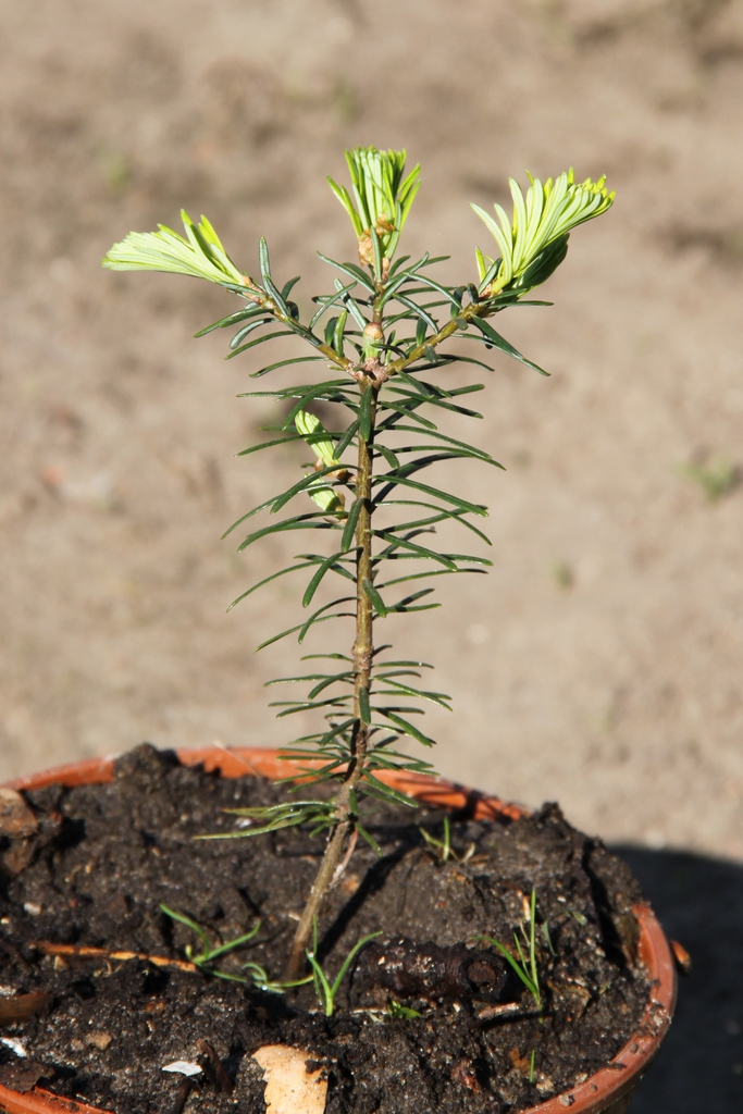 Seedling
