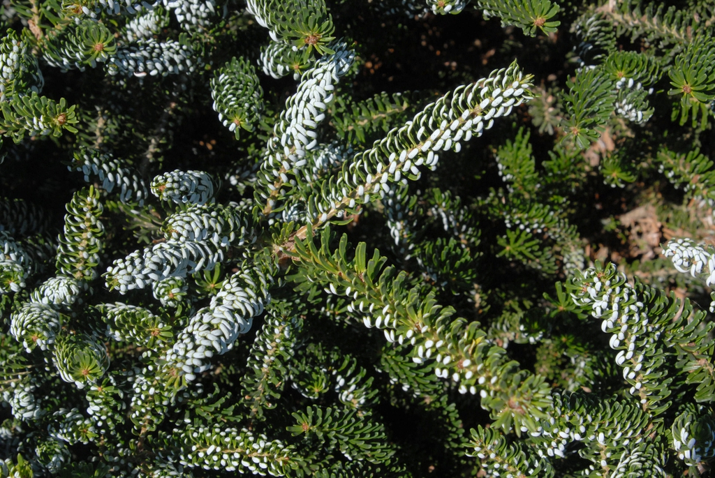 Abies koreana