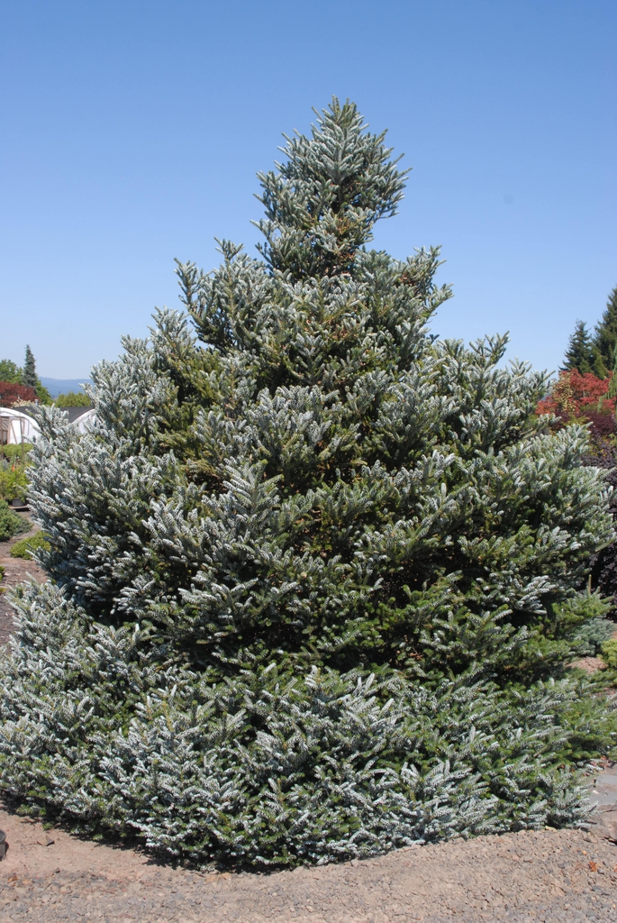 'Silberlocke' Form