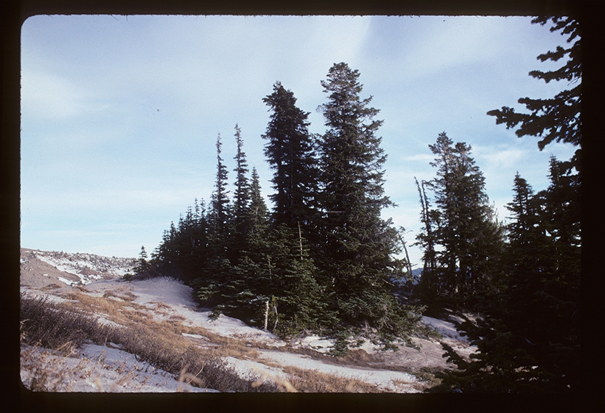 Form (Hood River County, OR)-Late Fall