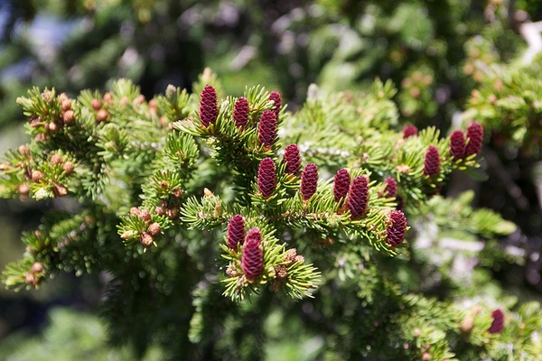 Reddish upright cones on branches.