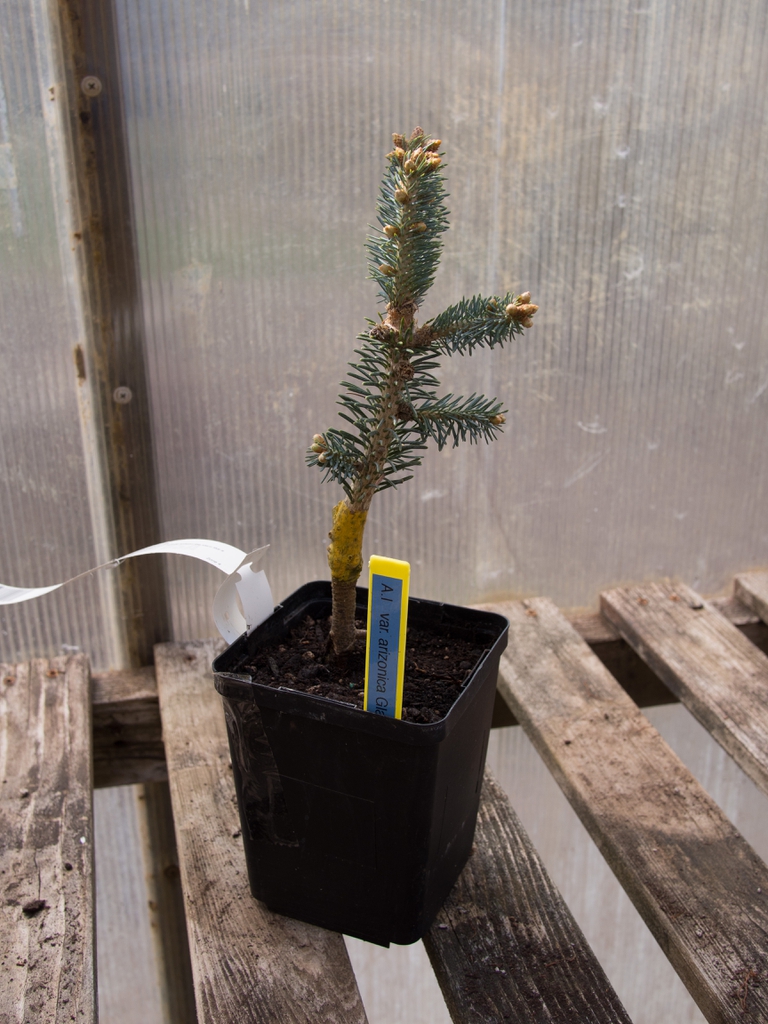 var. arizonica 'Glauca Compacta' seedling