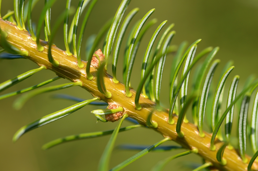 Needles are attached to stem densely and leave circular scars.