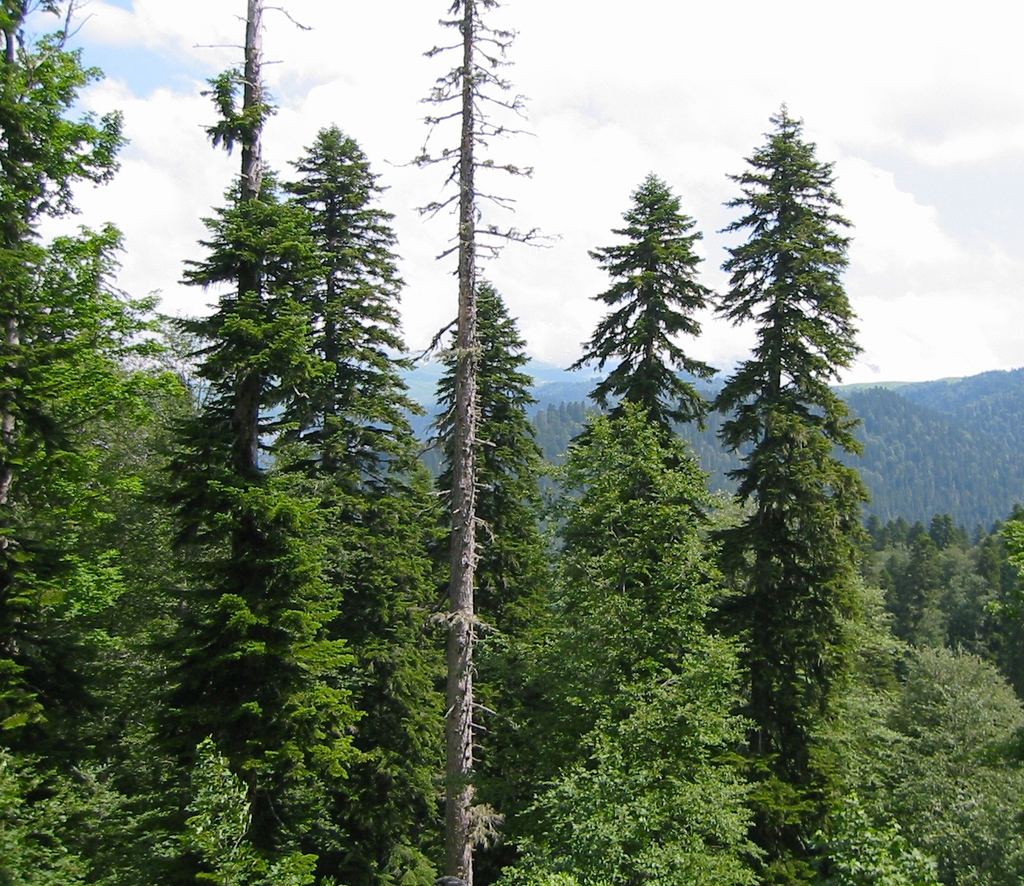 Tall vertical habit of mature trees in a forest view