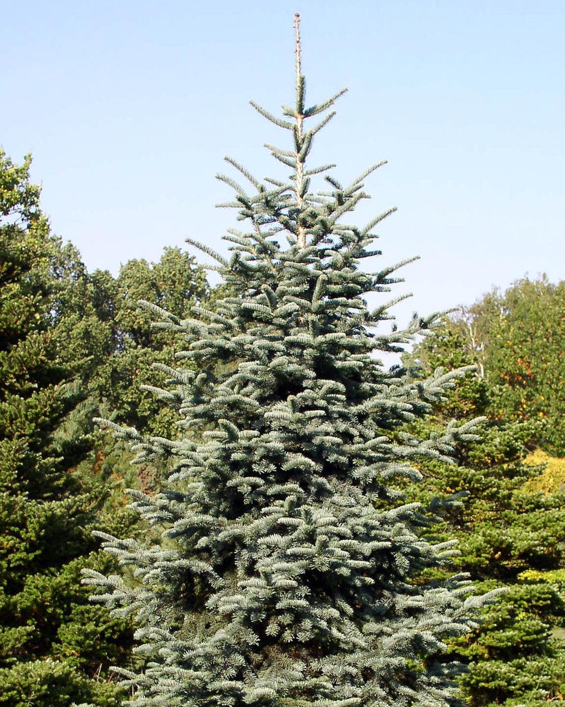 Steep conical habit of mature trees in a forest setting