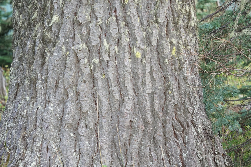 Corky appearance of the bark of a mature tree