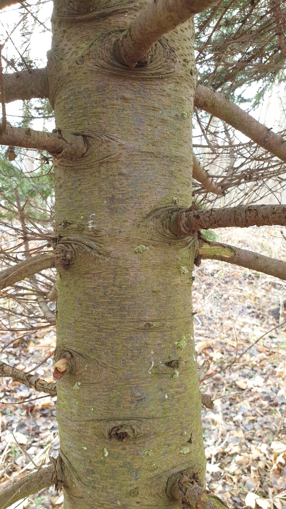 Light brown smooth bark with greenish hue of a younger tree.
