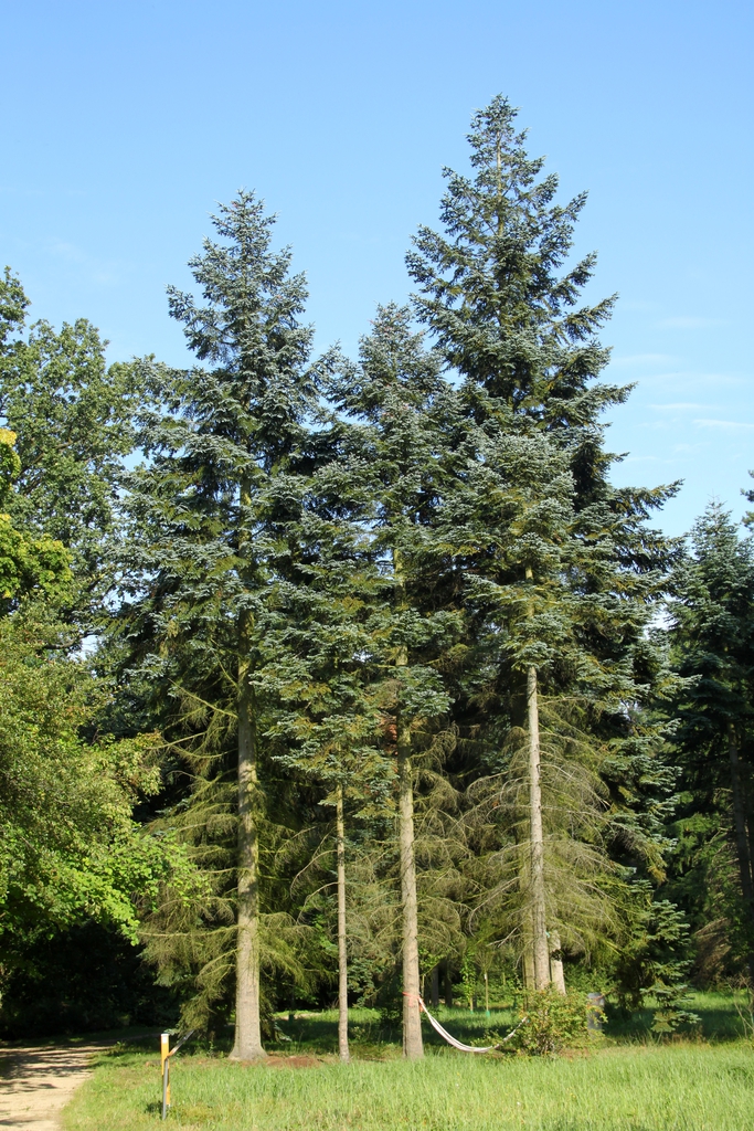Upright habit of mature trees with bare trunk on the lower third