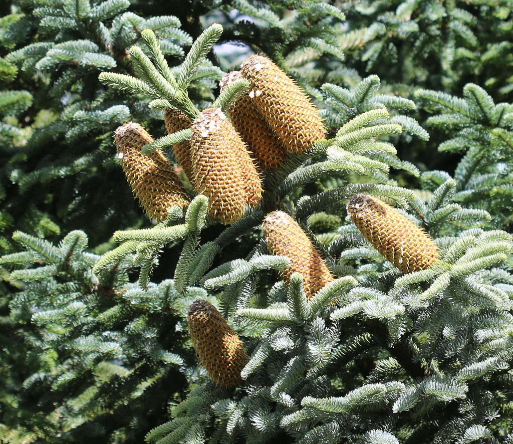 Light brown elongated cones with spikes on seeds