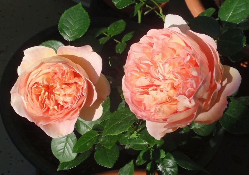 large, double pink flowers