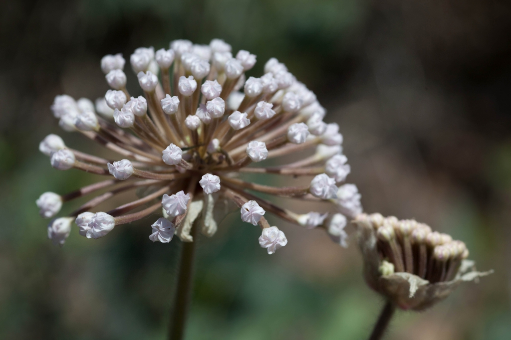 Closed white buds of flower balls