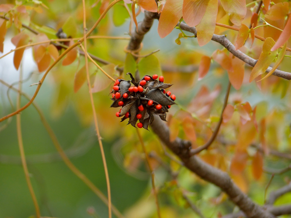 Seed pod