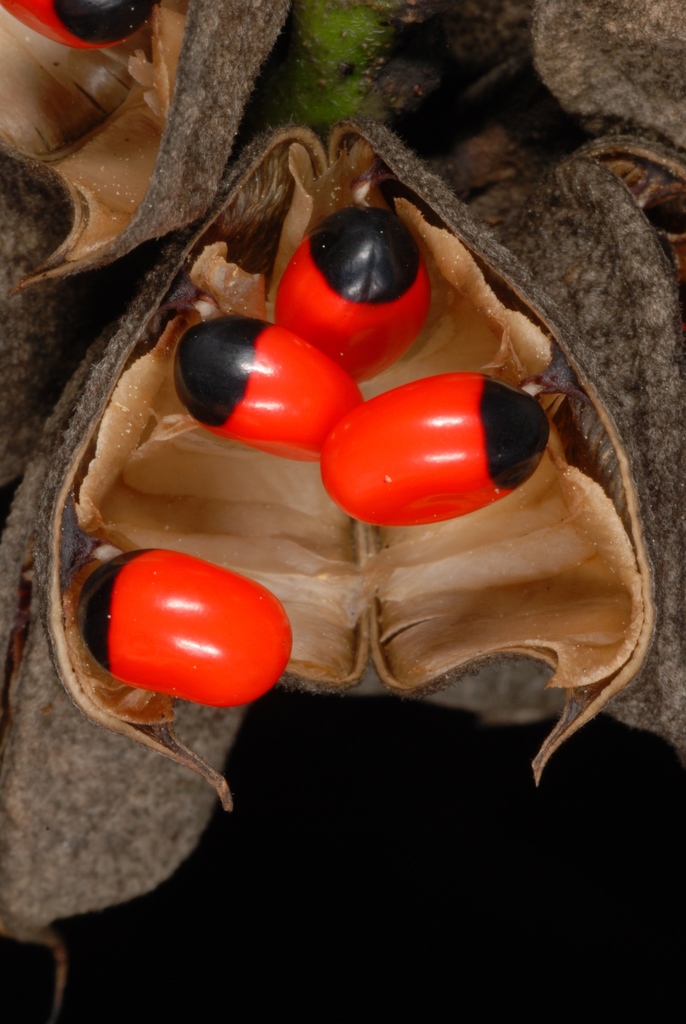Legume with red and black seeds (Palm Bay, FL)-Mid Winter