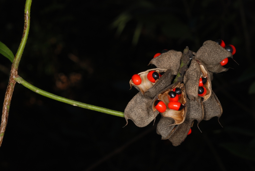 Red and black seed (Palm Bay, FL)-Mid Winter