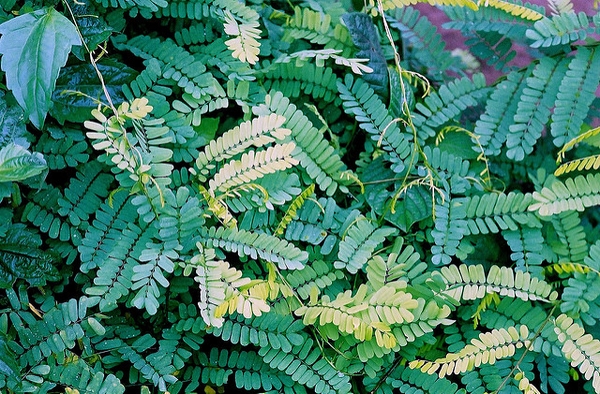 Compound elongated green leaves & twinning vine stems