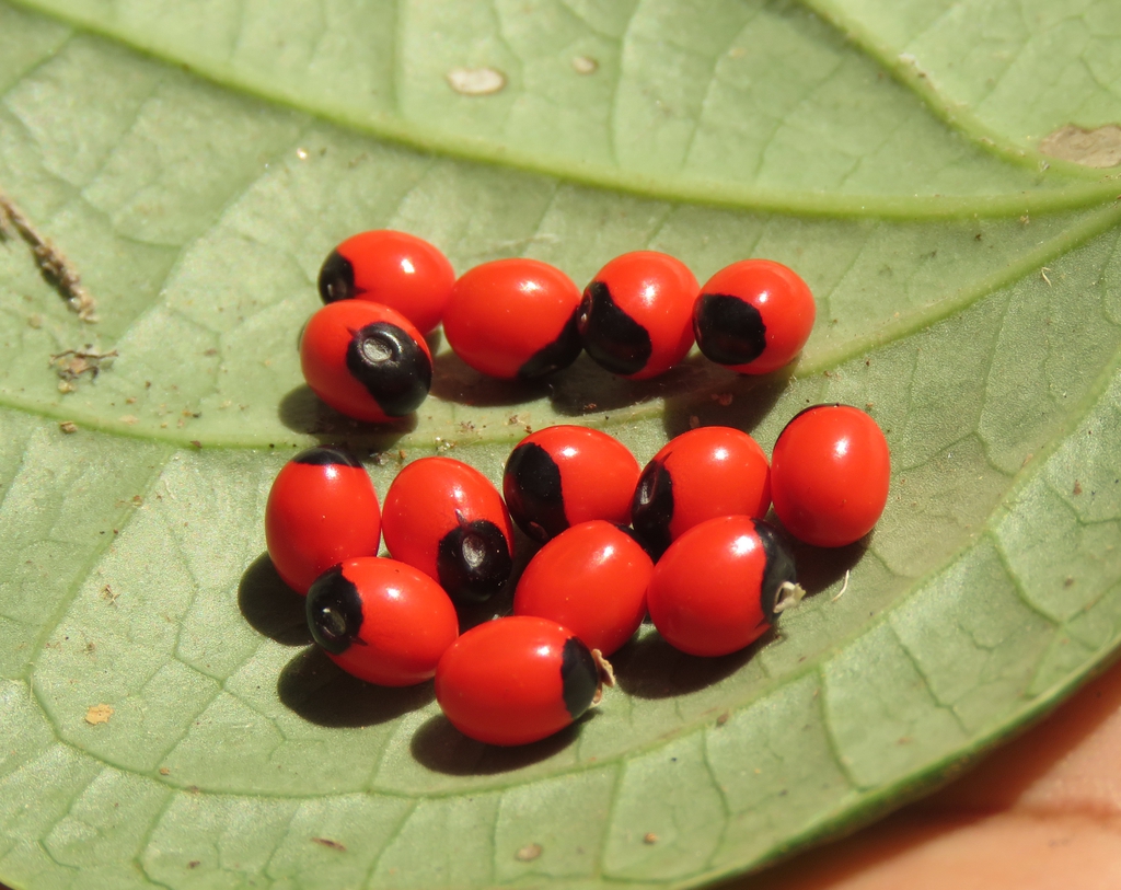 Seeds