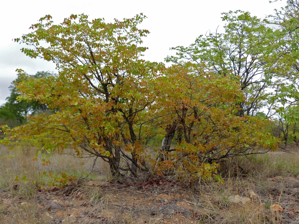 Form
