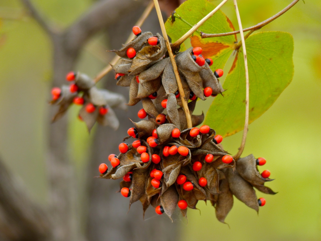 Seed pods