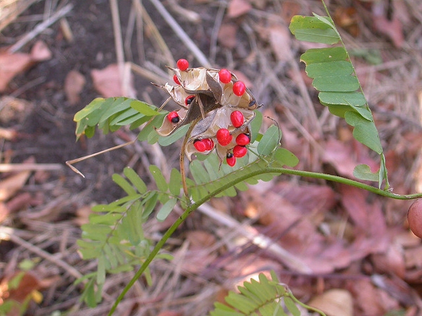 Fruits and leaves