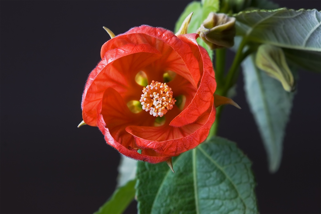 Cultivar