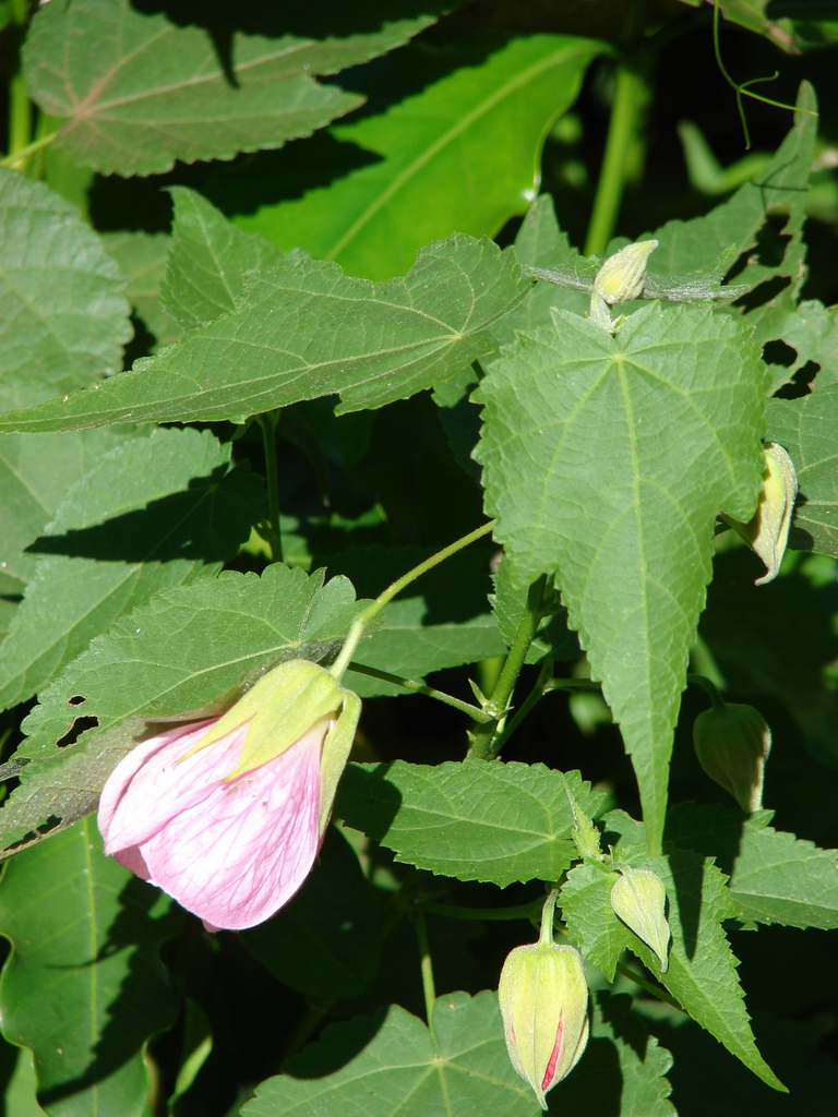 Flower with green calyx and pink sepals and trifoliate leaves