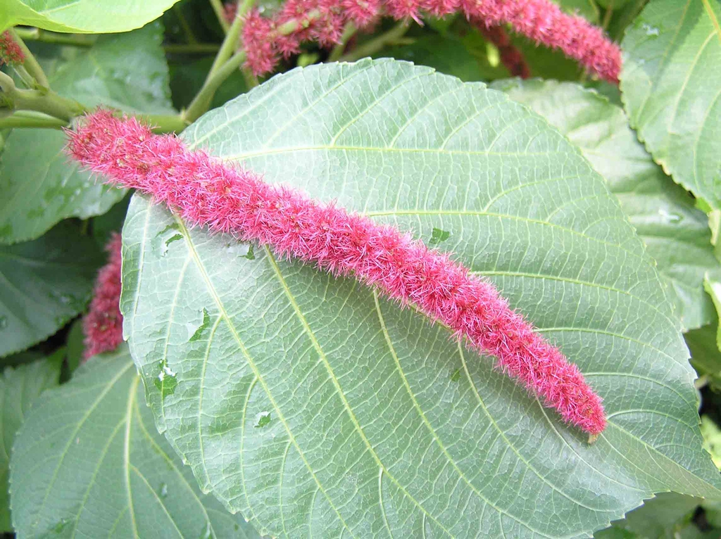 Thin pendulous pink inflorescence on leaf