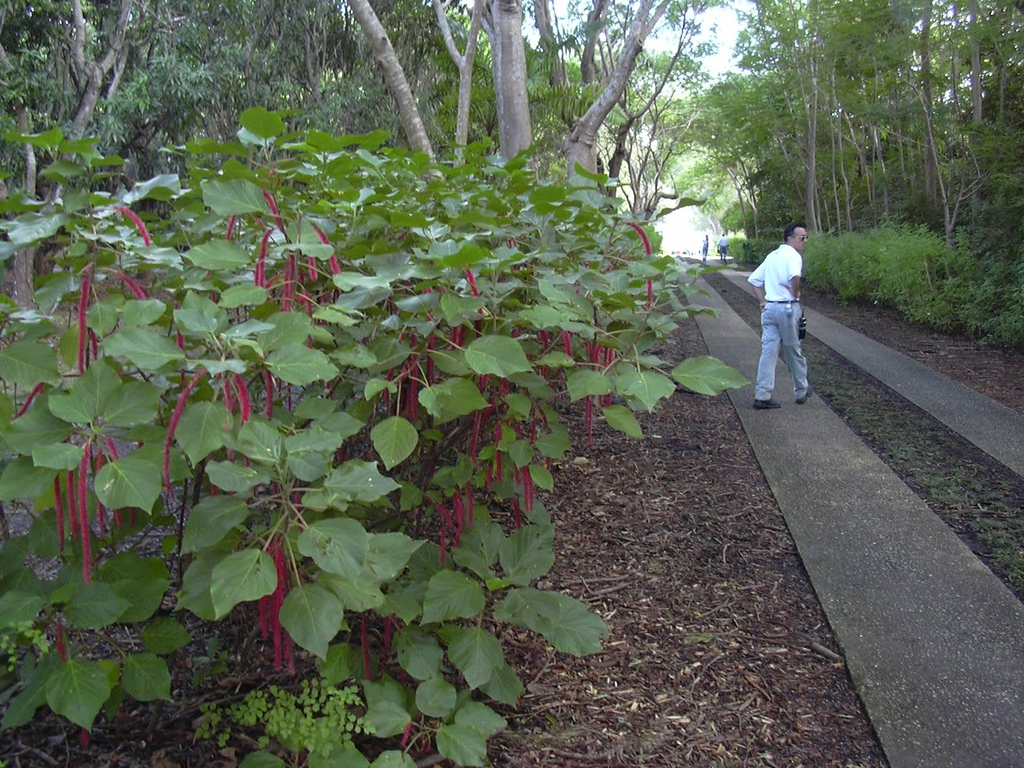 Form grown outdoors in zone 10-11
