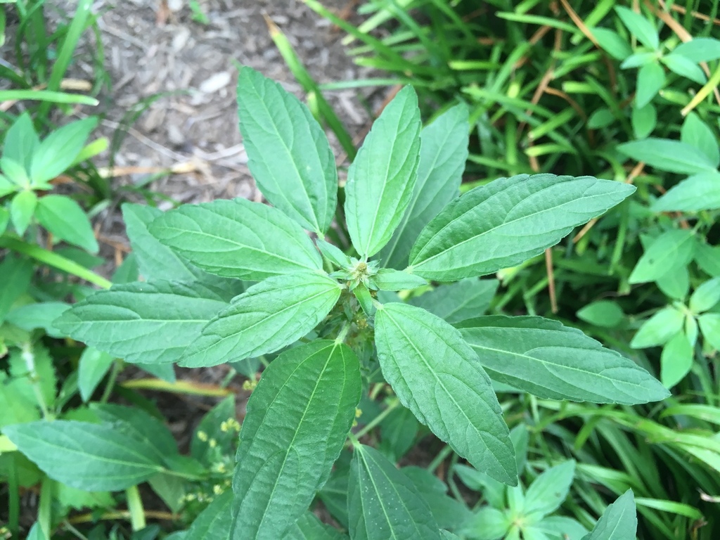 Lanceolate green leaves with serrated margins & alternate.