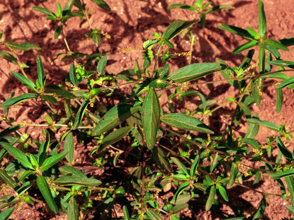Multi stemmed erect habit