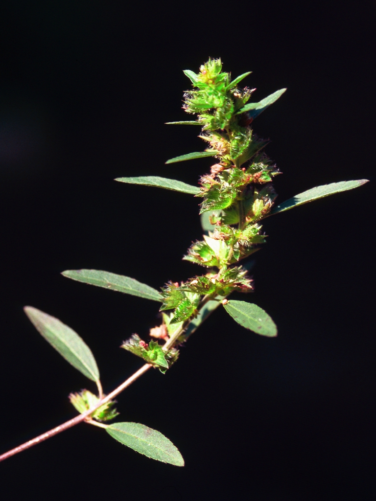 Insignificant half inch flowers with colorful bracts