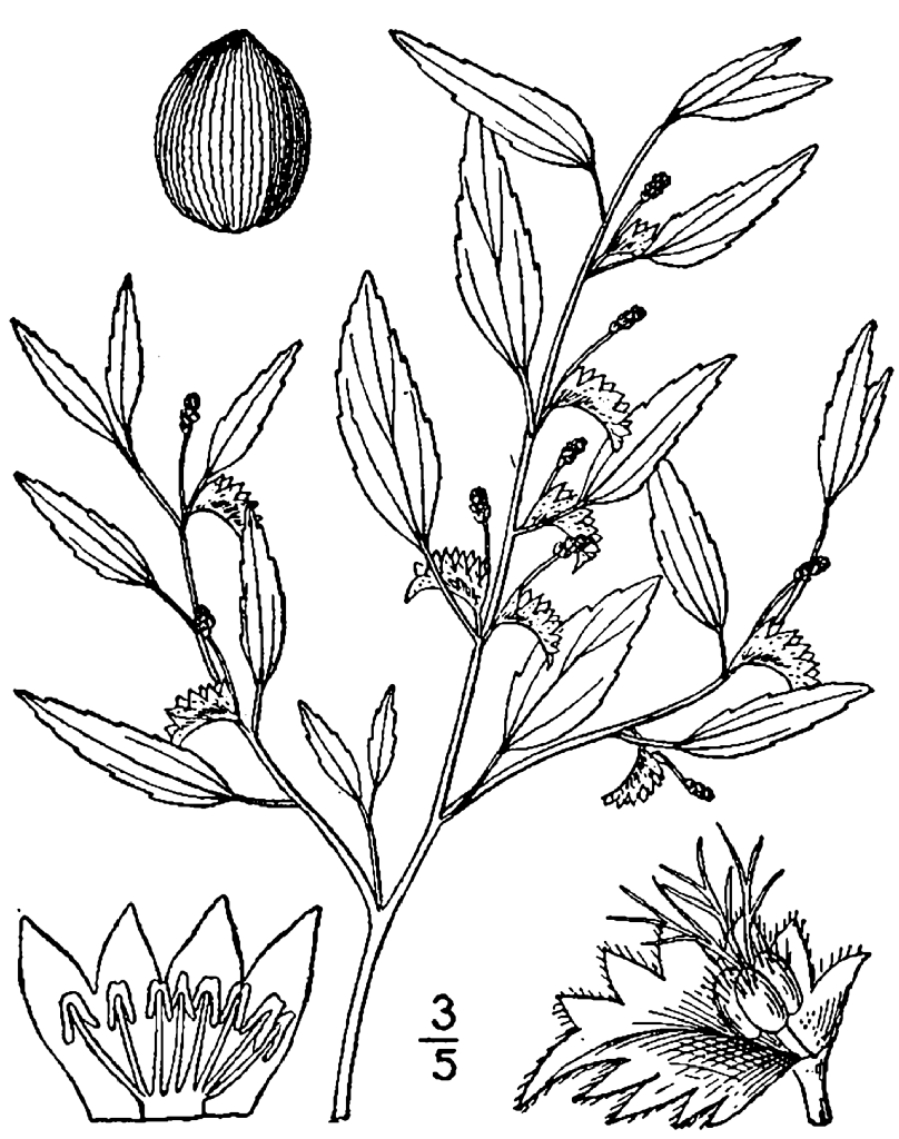 Drawing from 1913