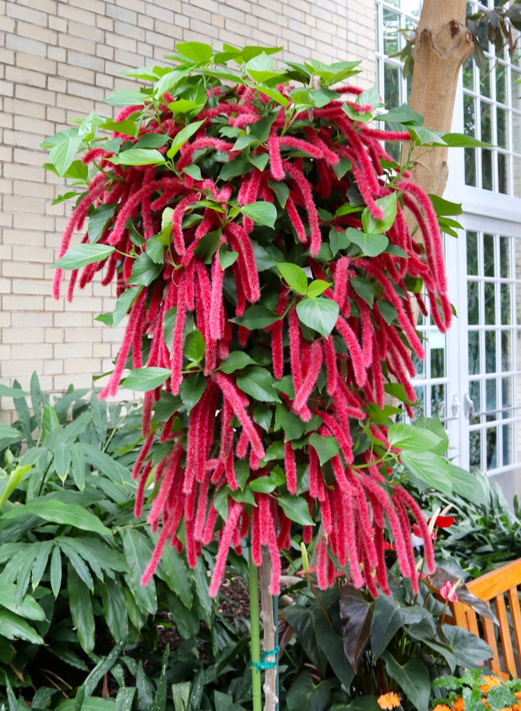 Bunching habit on green stem with pendulous red inflorescence