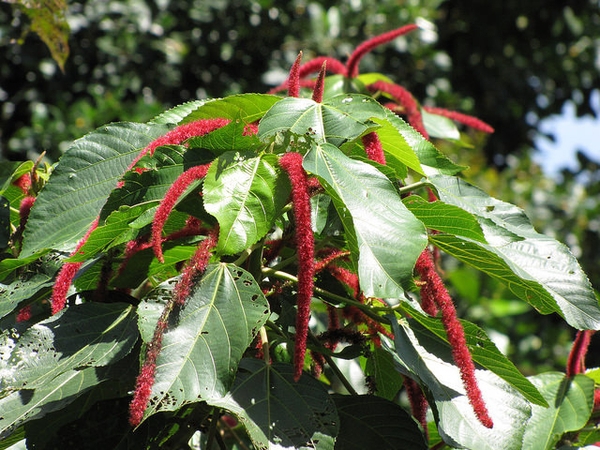 Leaves and flowers