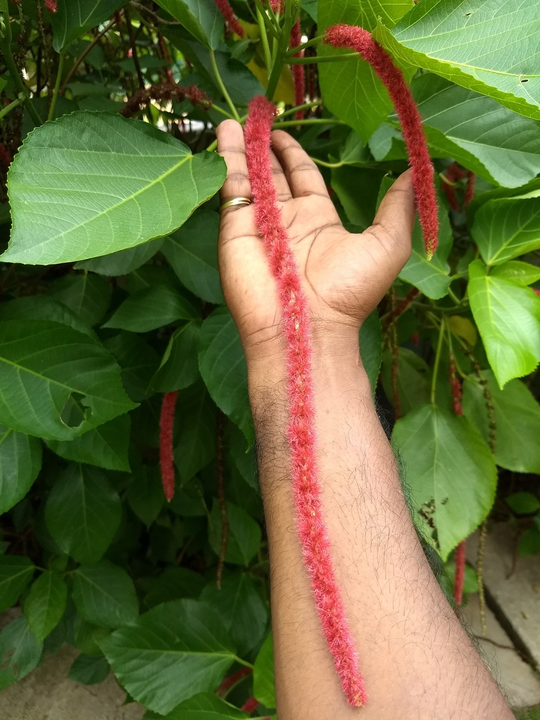 Single red inflorescence about 18 inches long.