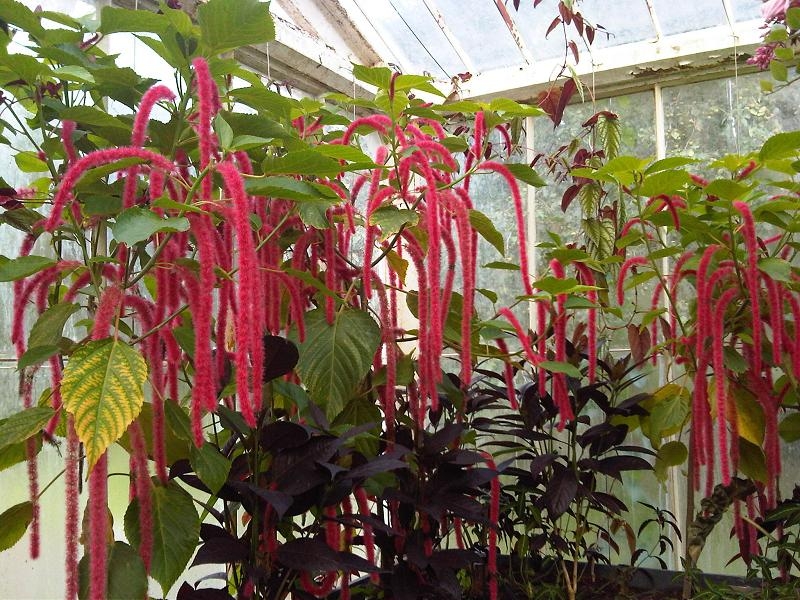 Growing in a hanging basket in the greenhouse