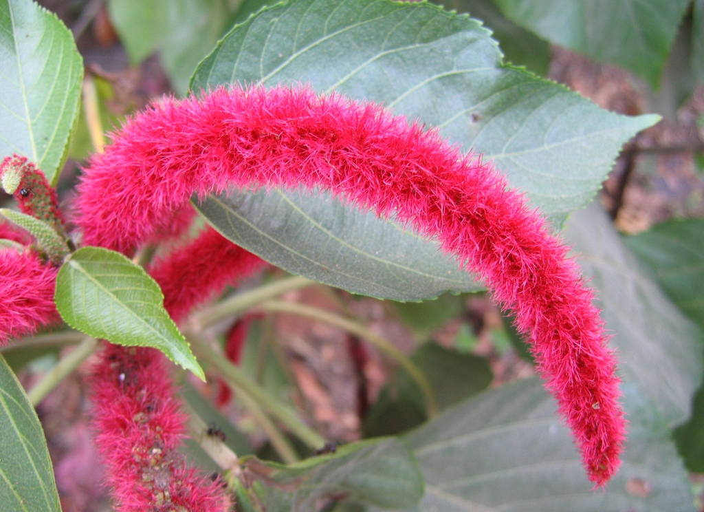Flower detail of a drooping red inflorescence