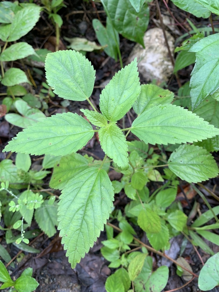 Oval serrated green leaves in alternate arrangement