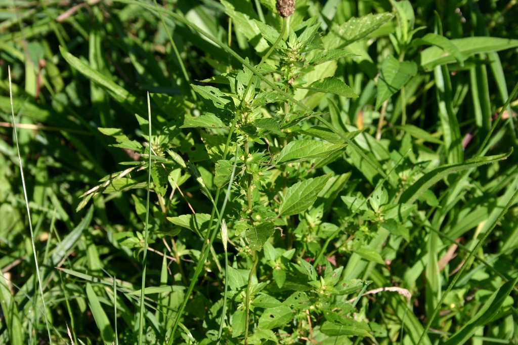 Short erect habit