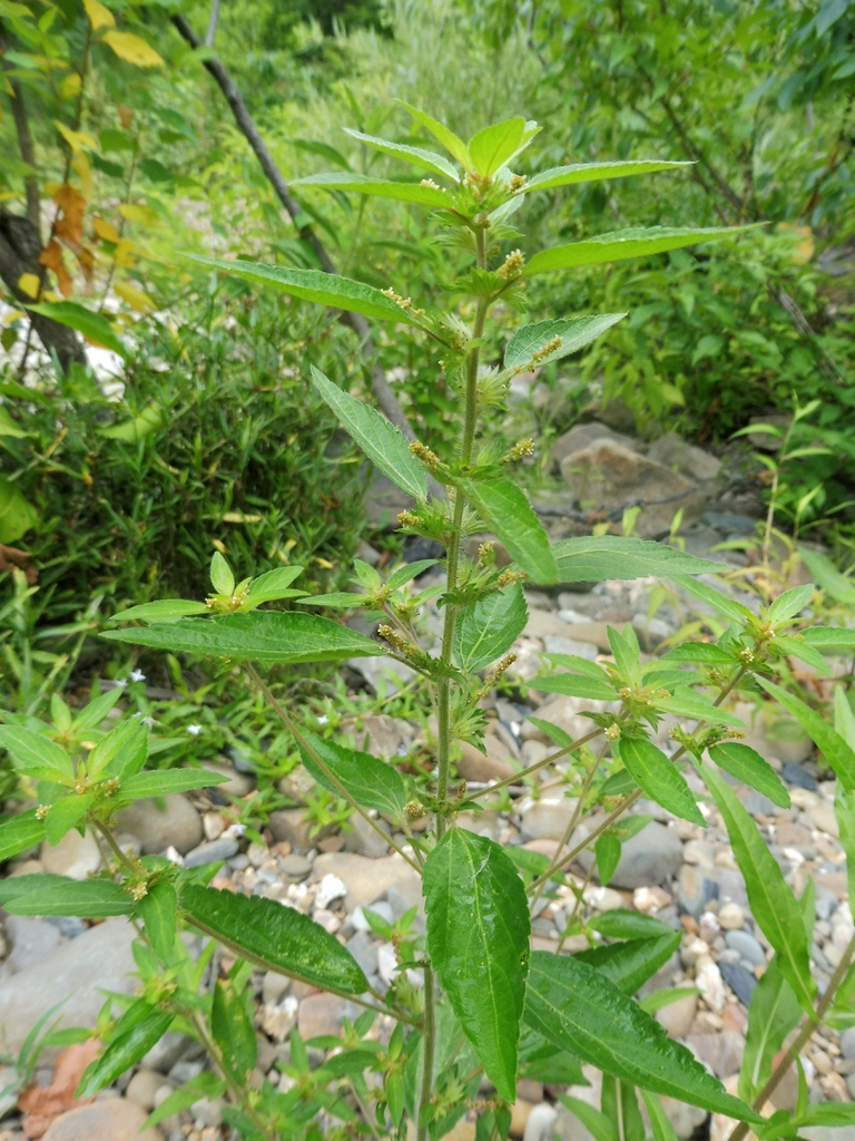 Form